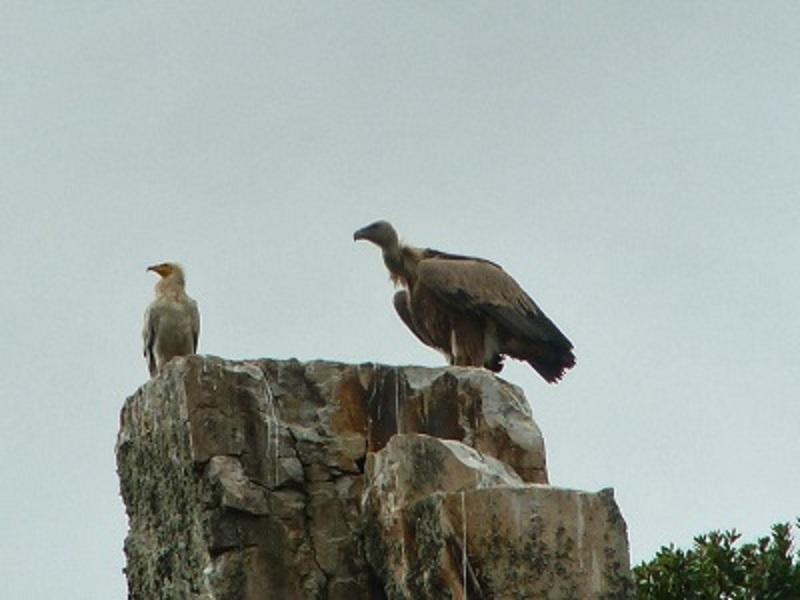 Los Montes Affittacamere Casas de Miravete Esterno foto